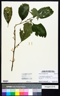 Cestrum macrophyllum image