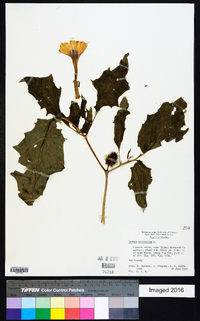 Datura stramonium image