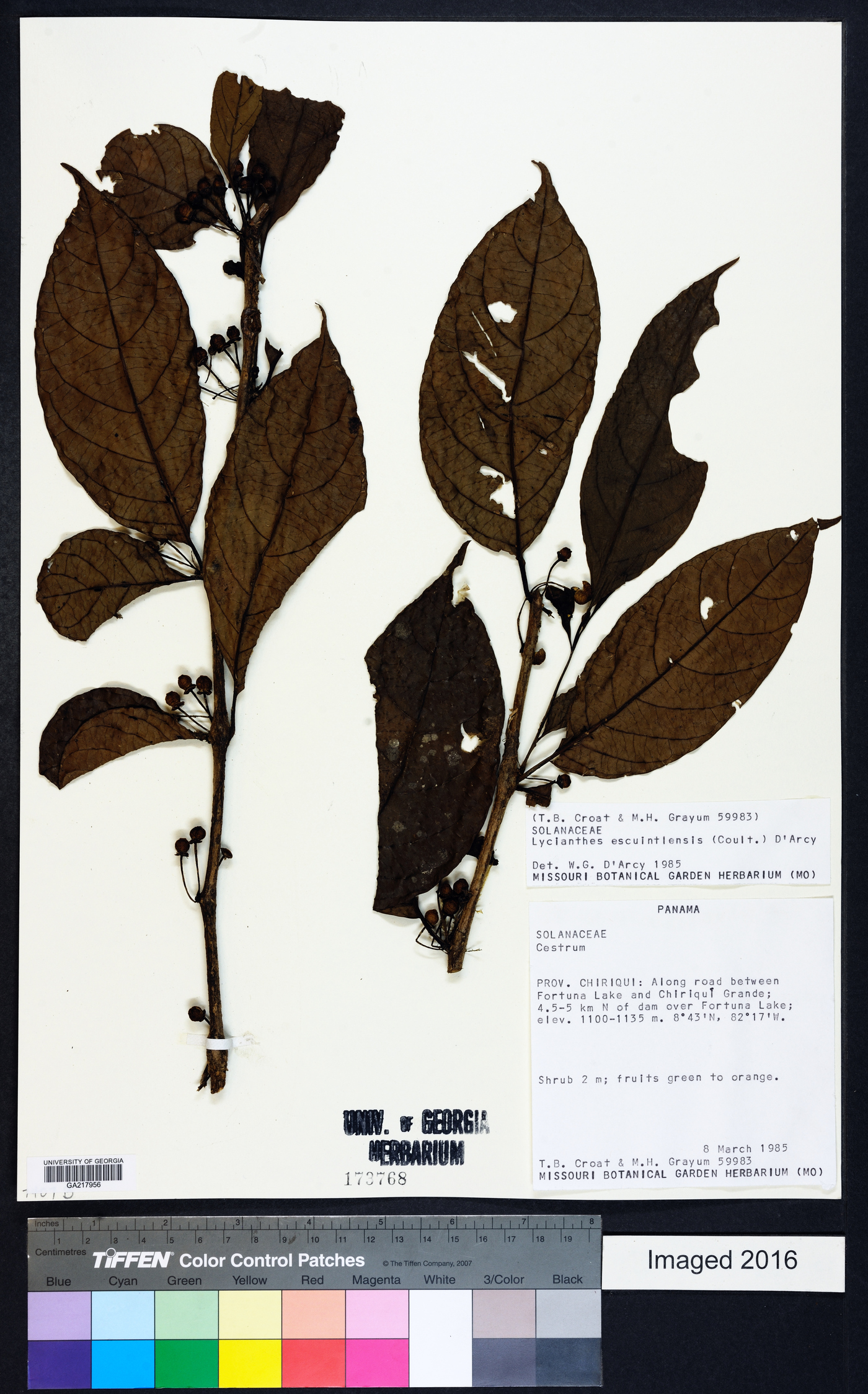 Lycianthes heteroclita image