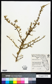 Lycium carolinianum image