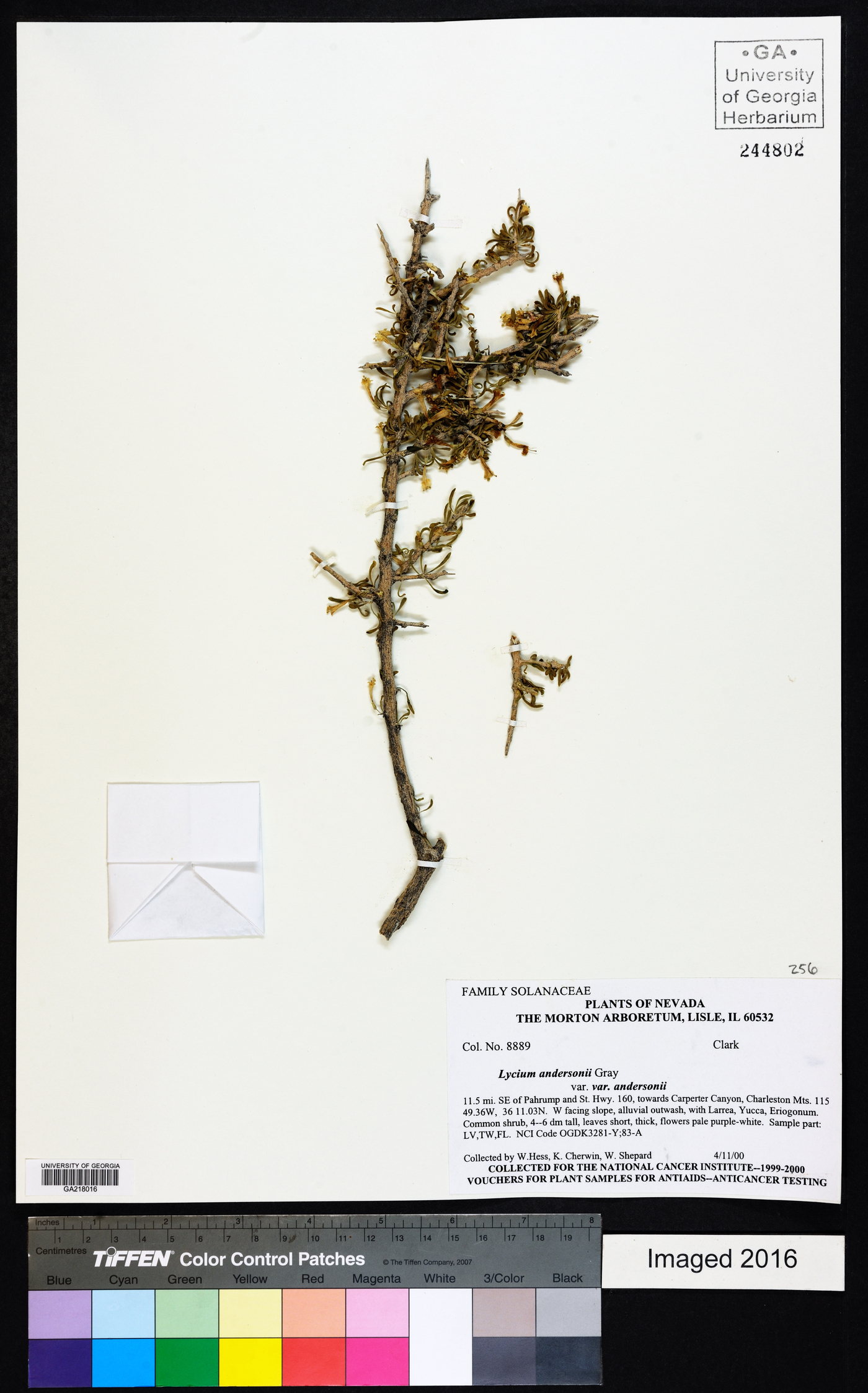 Lycium andersonii var. andersonii image