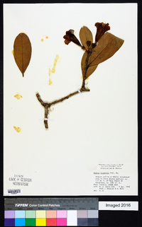 Schultesianthus leucanthus image