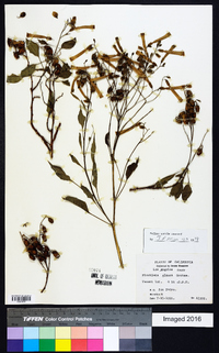 Nicotiana glauca image