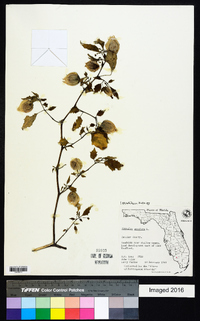 Physalis angulata image