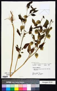 Physalis angulata image