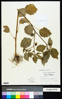 Physalis angulata image