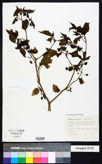 Physalis angulata image