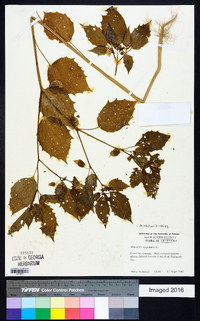 Physalis angulata image