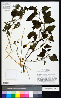 Physalis arenicola image