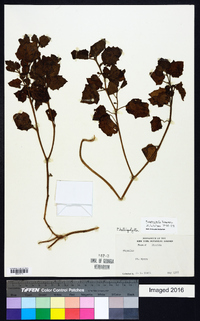 Physalis arenicola image