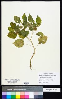 Physalis barbadensis image