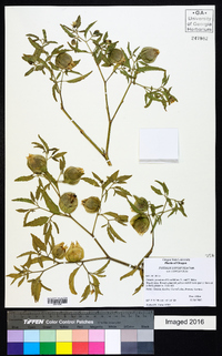 Physalis longifolia var. longifolia image