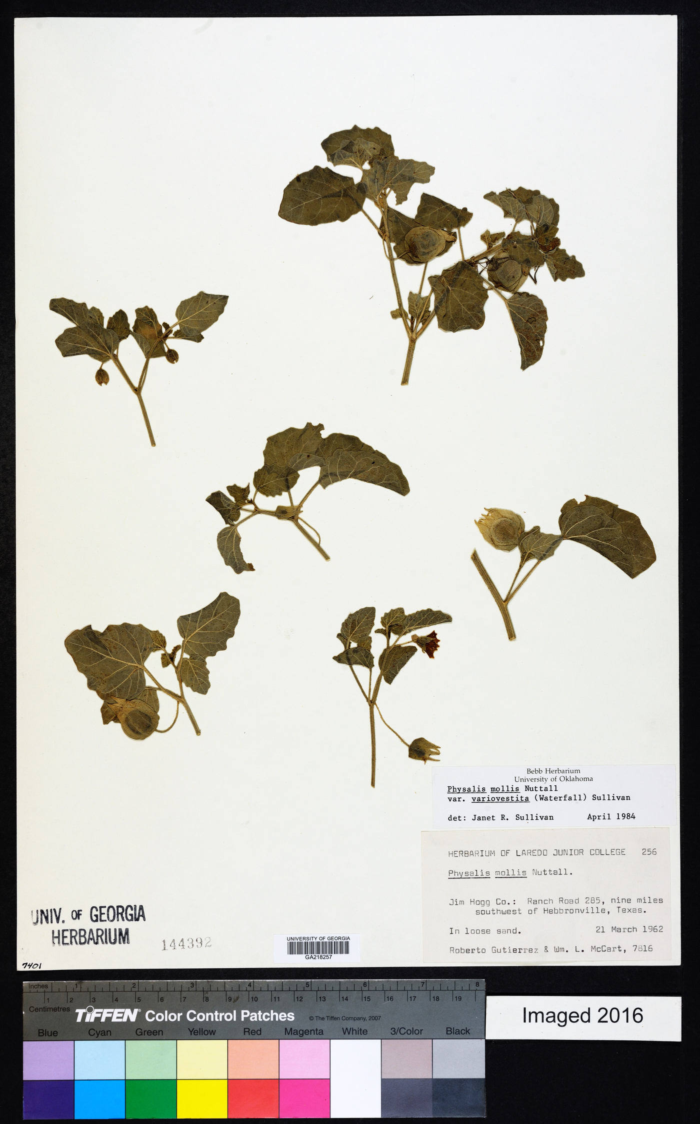 Physalis mollis image