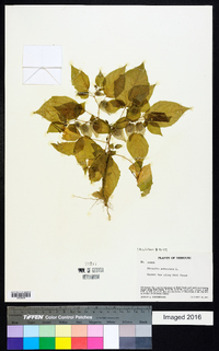 Physalis pubescens image