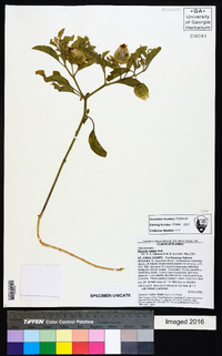 Physalis walteri image