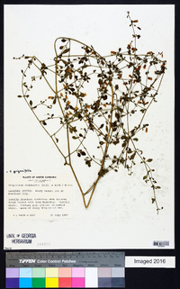 Salpichroa origanifolia image