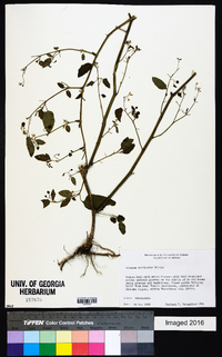 Solanum americanum image