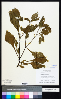 Solanum americanum image