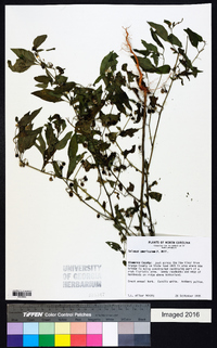 Solanum americanum image