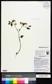 Solanum americanum image