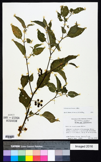 Solanum americanum image