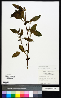 Solanum americanum image