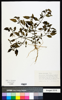 Solanum americanum image