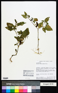 Solanum americanum image