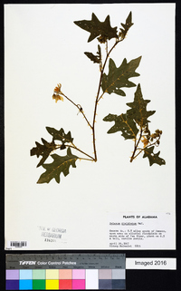 Solanum dimidiatum image