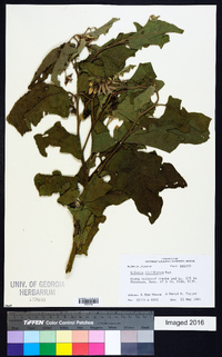 Solanum dimidiatum image