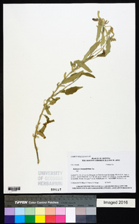 Solanum elaeagnifolium image