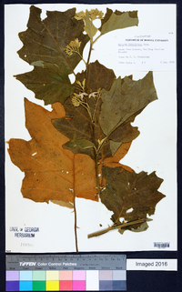 Solanum ferrugineum image