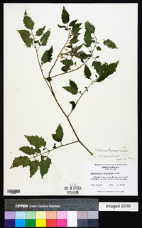 Solanum lycopersicum image