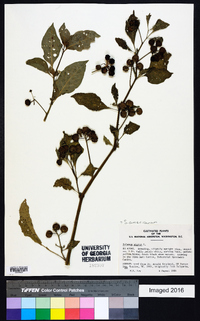 Solanum americanum image