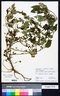 Solanum americanum image