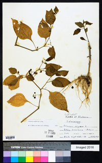 Solanum americanum image