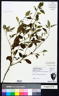 Solanum pseudogracile image