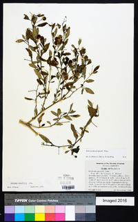 Solanum pseudogracile image