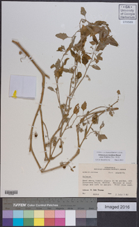 Solanum ptychanthum image