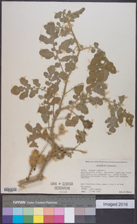 Solanum rostratum image