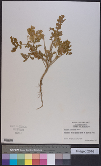 Solanum rostratum image