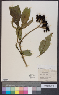 Solanum rugosum image