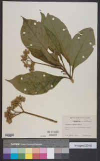 Solanum rugosum image