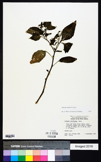 Solanum americanum image