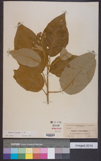 Solanum erianthum image