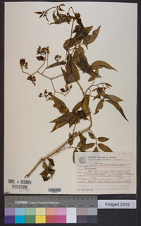 Image of Solanum alternatopinnatum