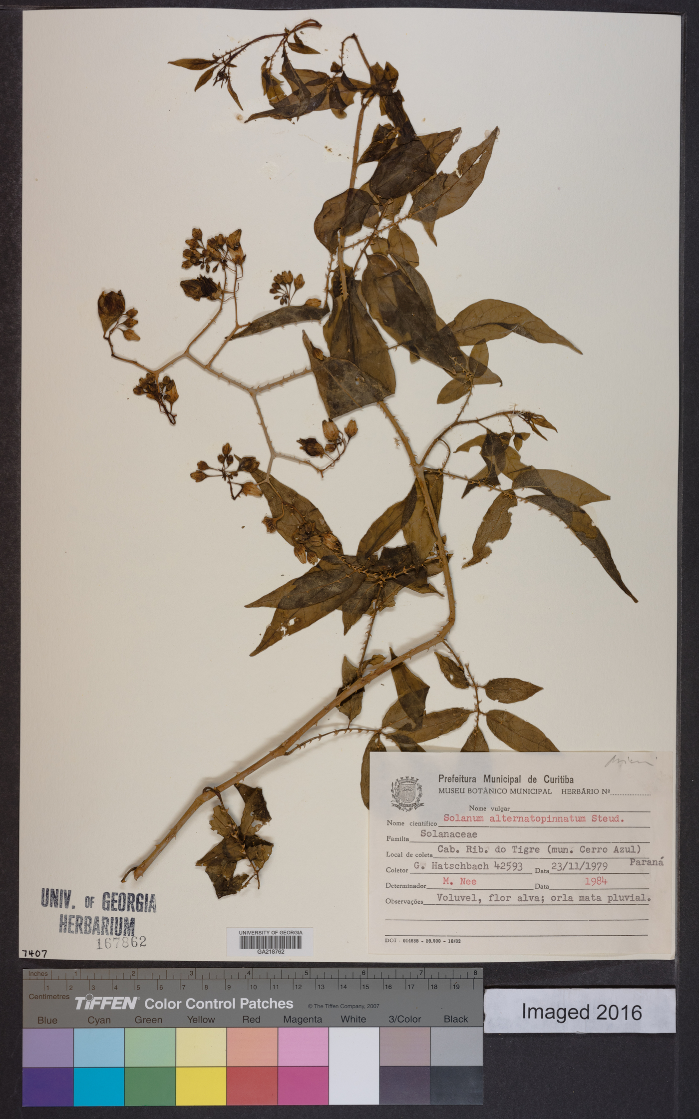 Solanum alternatopinnatum image