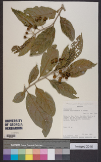 Solanum aphyodendron image