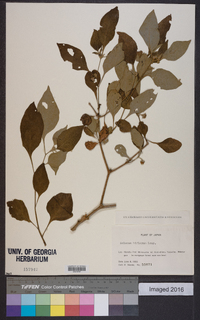 Solanum biflorum image