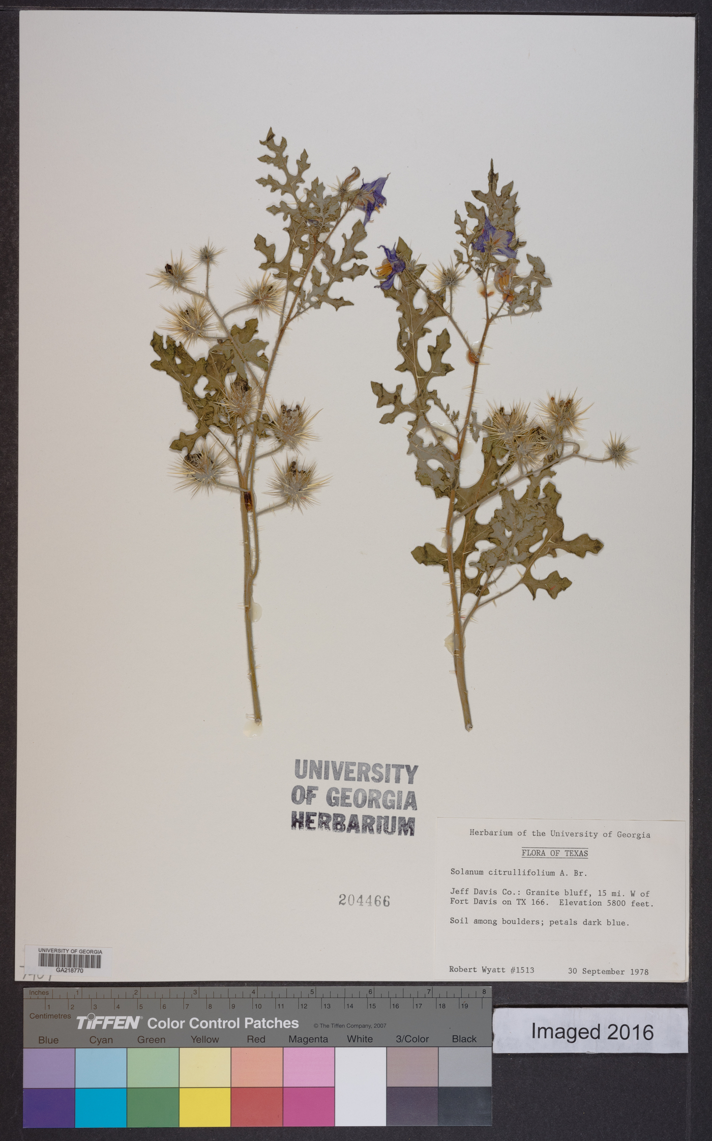 Solanum citrullifolium image